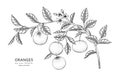 Oranges fruit hand drawn botanical illustration with line art