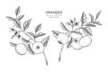 Oranges fruit hand drawn botanical illustration with line art
