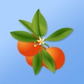 Oranges fruit. orange color. tangerine. organic fruit healthy. blossoming