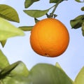 Oranges fruit in orange tree sky background