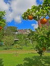 Oranges garden in the Botanical Garden of Napoli Naples, Italy.