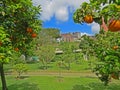 Oranges garden in the Botanical Garden of Napoli Naples, Italy.