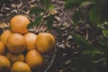 Oranges group freshly picked