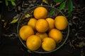 Oranges group freshly picked