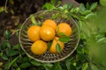 Oranges group freshly picked