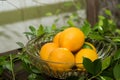 Oranges group freshly picked