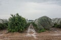 Oranges Groves autumn rainy landscape