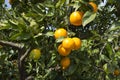 Oranges groves in southern Spain Royalty Free Stock Photo