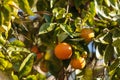 Oranges grow on an orange tree Royalty Free Stock Photo