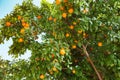 Oranges grow and ripen on the branches of a tree among green leaves Royalty Free Stock Photo