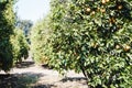 Oranges grow on a tree, many oranges hang on trees, orange grove, organic farm. Royalty Free Stock Photo