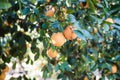 Oranges grow on a tree, many oranges hang on trees, orange grove, organic farm. Royalty Free Stock Photo