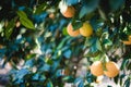 Oranges grow on a tree, many oranges hang on trees, orange grove, organic farm. Royalty Free Stock Photo