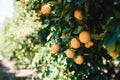 Oranges grow on a tree, many oranges hang on trees, orange grove, organic farm. Royalty Free Stock Photo