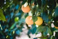 Oranges grow on a tree, many oranges hang on trees, orange grove, organic farm. Royalty Free Stock Photo