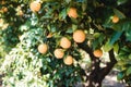 Oranges grow on a tree, many oranges hang on trees, orange grove, organic farm. Royalty Free Stock Photo