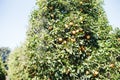 Oranges grow on a tree, many oranges hang on trees, orange grove, organic farm. Royalty Free Stock Photo