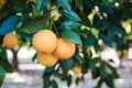 Oranges grow on a tree, many oranges hang on trees, orange grove, organic farm. Royalty Free Stock Photo