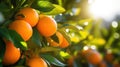 Oranges growing on a tree, Orange garden Royalty Free Stock Photo