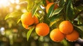 Oranges growing on a tree, Orange garden Royalty Free Stock Photo