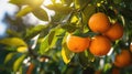 Oranges growing on a tree, Orange garden Royalty Free Stock Photo