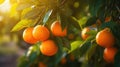 Oranges growing on a tree, Orange garden Royalty Free Stock Photo