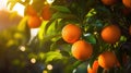 Oranges growing on a tree, Orange garden Royalty Free Stock Photo