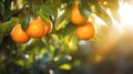 Oranges growing on a tree, Orange garden Royalty Free Stock Photo