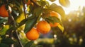 Oranges growing on a tree, Orange garden Royalty Free Stock Photo
