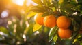 Oranges growing on a tree, Orange garden Royalty Free Stock Photo