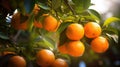 Oranges growing on a tree, Orange garden Royalty Free Stock Photo