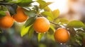 Oranges growing on a tree, Orange garden Royalty Free Stock Photo