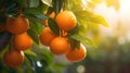 Oranges growing on a tree, Orange garden Royalty Free Stock Photo