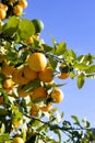 Fresh oranges growing in the Spanish sun.  The brightness of the fruit contrasts with the clear blue sky. Royalty Free Stock Photo