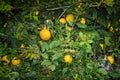 Oranges are grown under the bright Tenerife sun Royalty Free Stock Photo