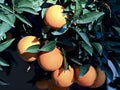 Macro of oranges on a orange tree