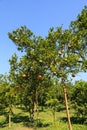 Oranges Hanging on Tree