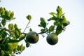 Oranges are hanging on the tree. Bangladesh's new breed of malta