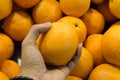 oranges Royalty Free Stock Photo