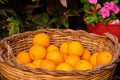 Oranges - Mdina Royalty Free Stock Photo