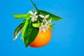 Oranges with orange blossom flowers on blue Royalty Free Stock Photo