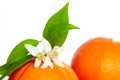 Oranges with orange blossom flowers on white Royalty Free Stock Photo