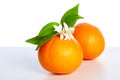 Oranges with orange blossom flowers on white Royalty Free Stock Photo