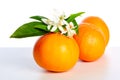 Oranges with orange blossom flowers on white Royalty Free Stock Photo