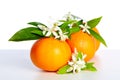 Oranges with orange blossom flowers on white Royalty Free Stock Photo