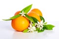 Oranges with orange blossom flowers on white Royalty Free Stock Photo