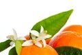 Oranges with orange blossom flowers on white Royalty Free Stock Photo