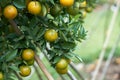 Oranges with orange fruit are planted in the midst of the orange groves located in high altitude conditions that are cold