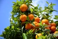 Oranges on the orange tree hanging from a branch in Valencia Spain with blue sky on a background Royalty Free Stock Photo