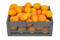 Oranges in the plastic crate, 3D rendering Royalty Free Stock Photo